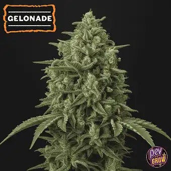 Auto Gelonade Seedstockers...