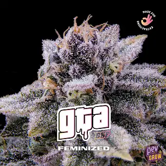 Feminized GTA BSF Seeds