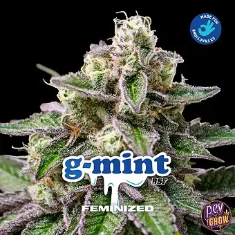 G-Mint feminiserte frø –...