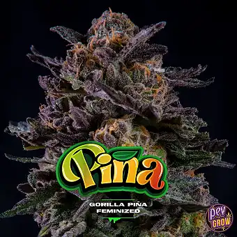 Gorilla Piña nőstény magok...
