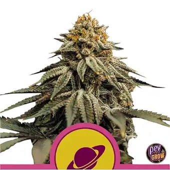 Royal Skywalker van Royal...