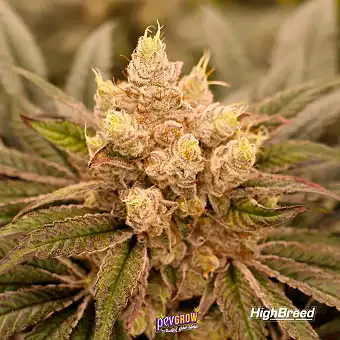 Sherbert Jedi Joint Auto