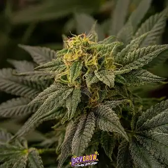 Brick Banana Blocks Auto