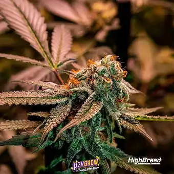 Gary Rainbow Road Auto