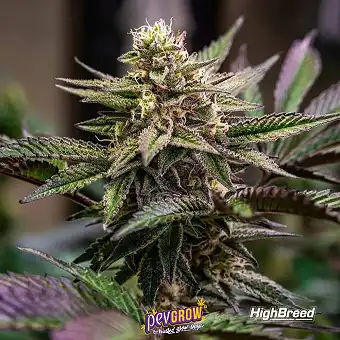 Gomu Gomu Mango Auto
