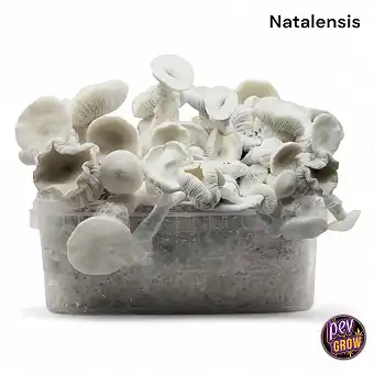 Super Natalensis mushroom...