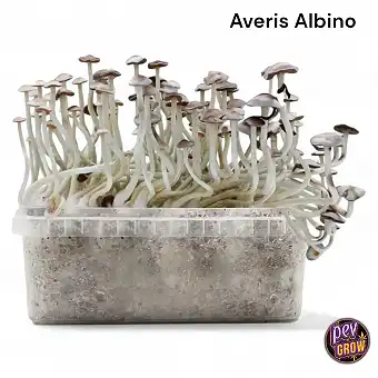 Grow kits magic mushrooms...