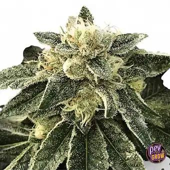 White Chocolope DNA...