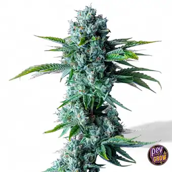 Skywalker Kush semi...