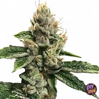 RPï43 Feminized Seeds – DNA...