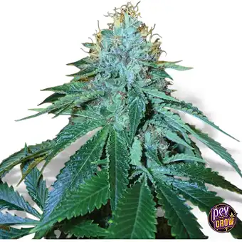 The OG 18 DNA Genetics:...