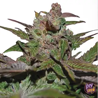 Purple Wreck feminizált...