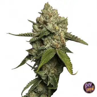 Kosher Prophets Feminized...