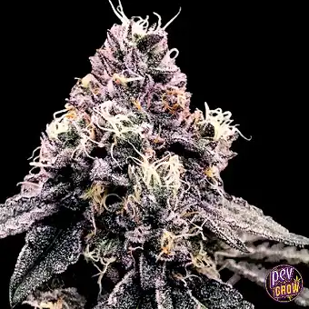 Kosher Pie Feminized Taimed...