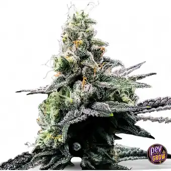 Purple Kosher Dişi Tohumlar...