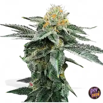 Kosher Cookies feminisierte...