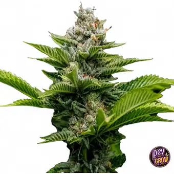 Challah Cake Semi...