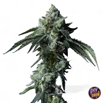 Challah Bread feminisierte...