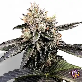 Cataract Cake Feminized...