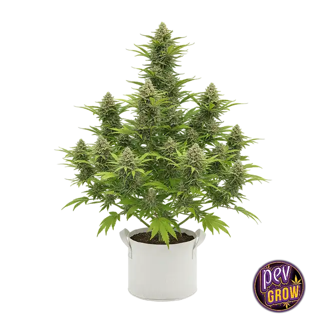 Cream Caramel de Sweet Seeds