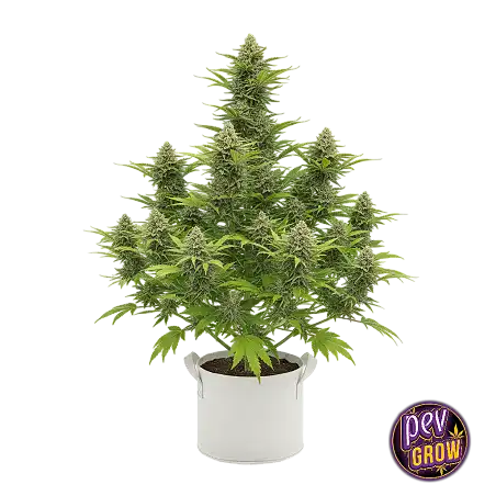 Cream Caramel de Sweet Seeds