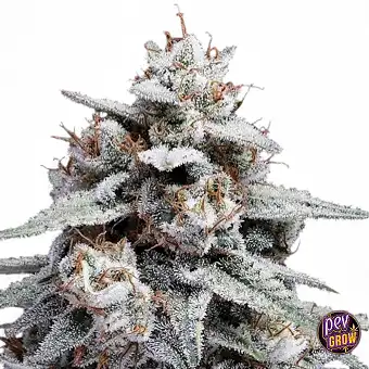 Auto Skywalker Kush – DNA...
