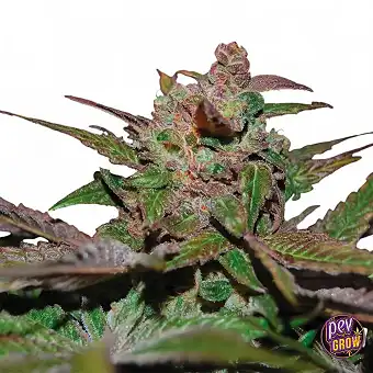 Auto Purple Wreck...