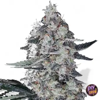 Auto Watermelon Man – DNA...