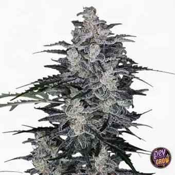 Auto MacNana Autoflowering...