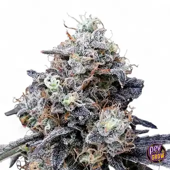 Auto MacMelon semi...