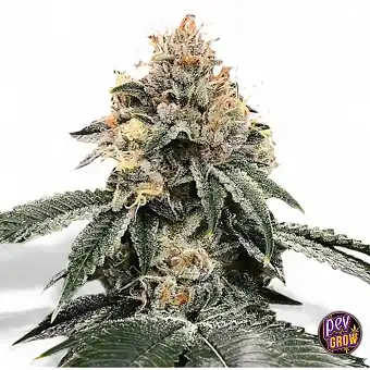 Auto HG23 Michael Jordan –...