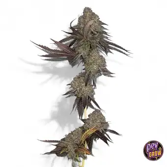 Auto DNA Cake Feminized...