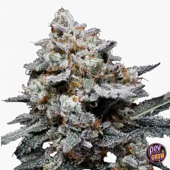 Graines Autofloraison Auto...