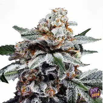 Auto Canelo Autoflowering...