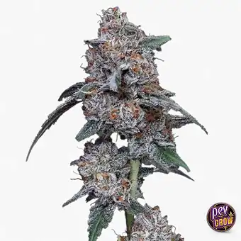 Graines Auto Big Mac DNA...