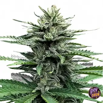 Auto Strawberry Banana –...