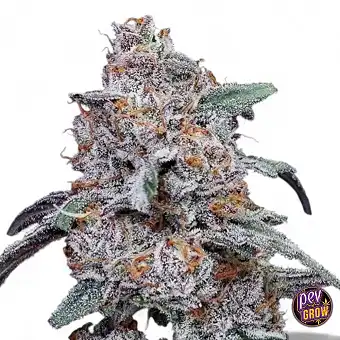 Auto Purple People Eater...