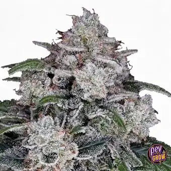 Auto Return of the Mac DNA...