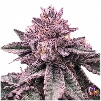 DNA Cake Feminized Seeds...