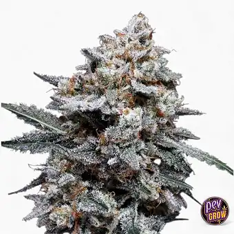 Auto Patrick Swayze Seeds...