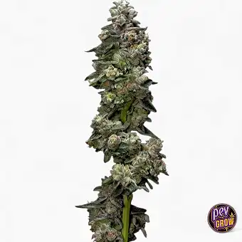 DNA Genetics'ten Auto...