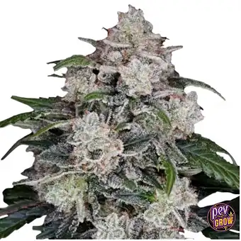 Auto Mac N Me Autoflowering...