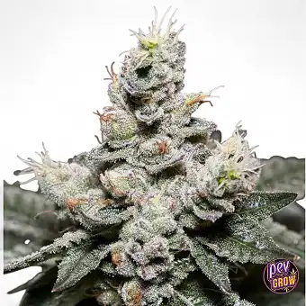 Zkittlez Autoflowering...