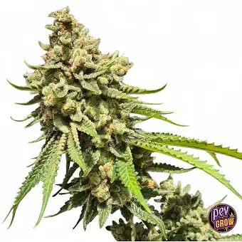 Graines Autofloraison...