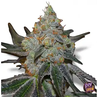 Vision Seeds Auto Mimosa...