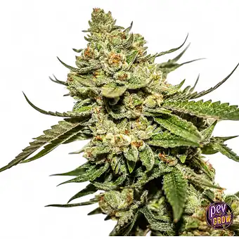 Feminized Cereal Milk x OG...