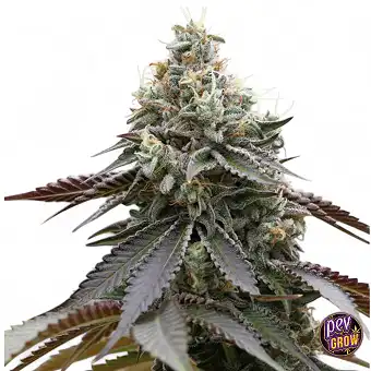 Graines féminisées Rainbow...