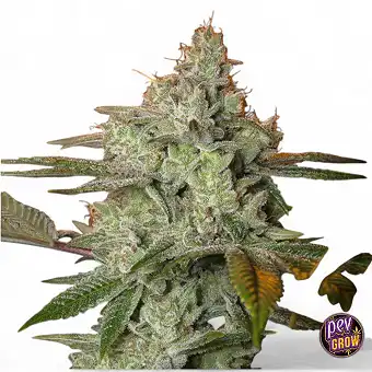 Pineapple Fruit x Alien...