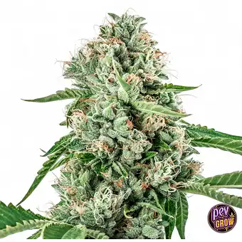 Melon Gum Feminized Seeds...