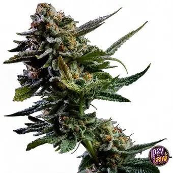 Semillas Feminizadas Log...